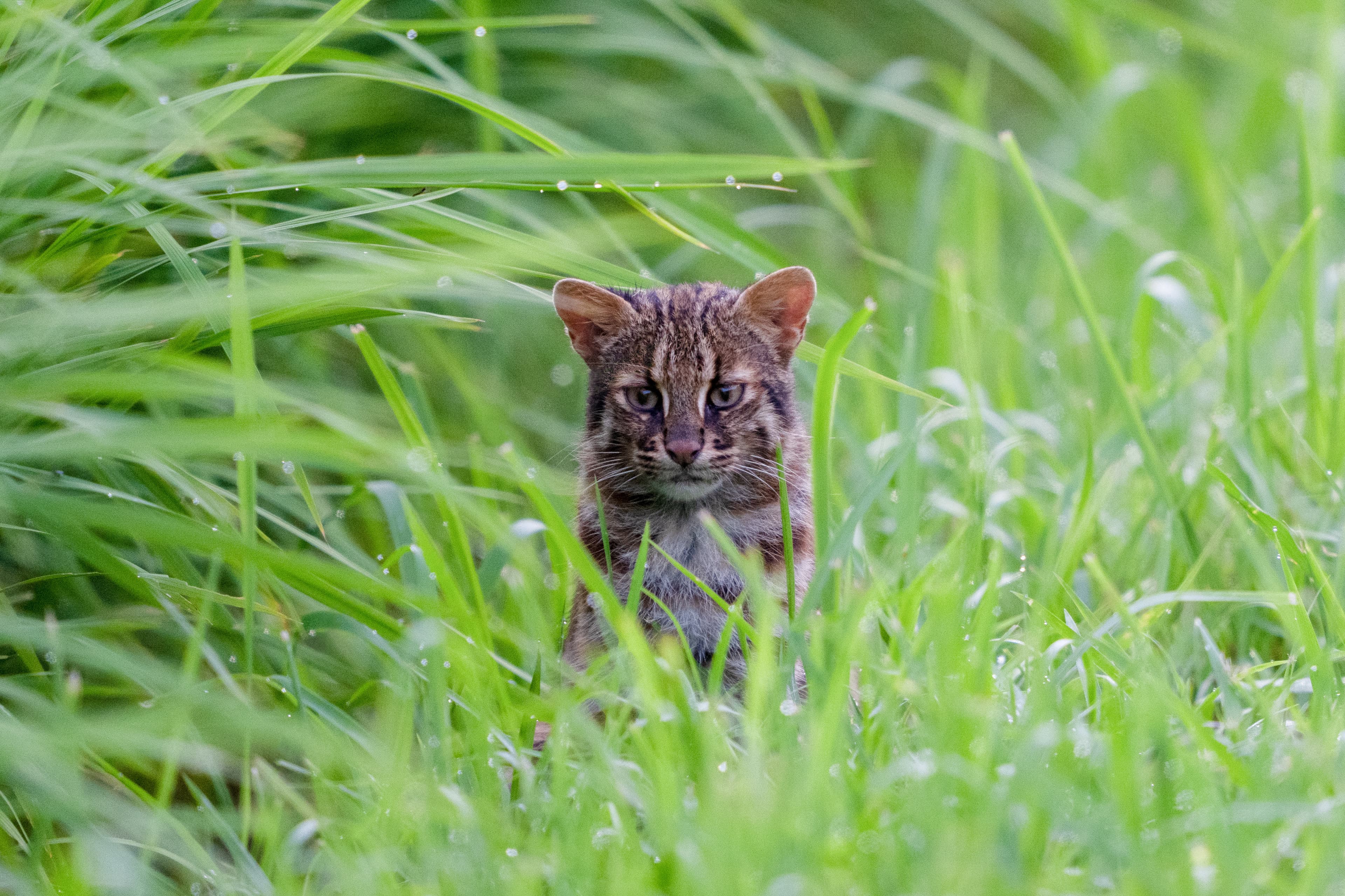 草むらにいるツシマヤマネコ